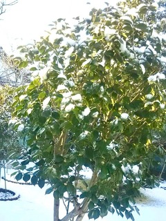 80006DE0-713B-48B4-8DB5-CF75A5100F3C.jpeg