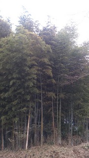 DSC_1199.jpg